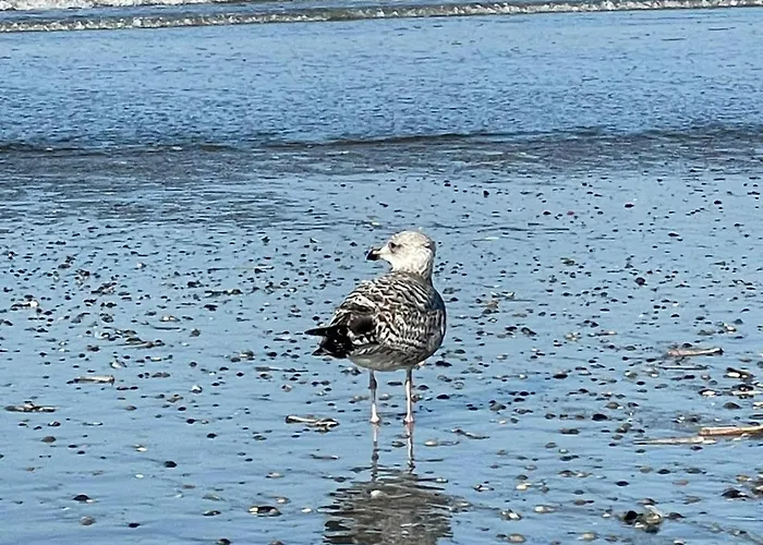 Ferienresidenz Whg 22- Strandflieder Lejlighed Norderney